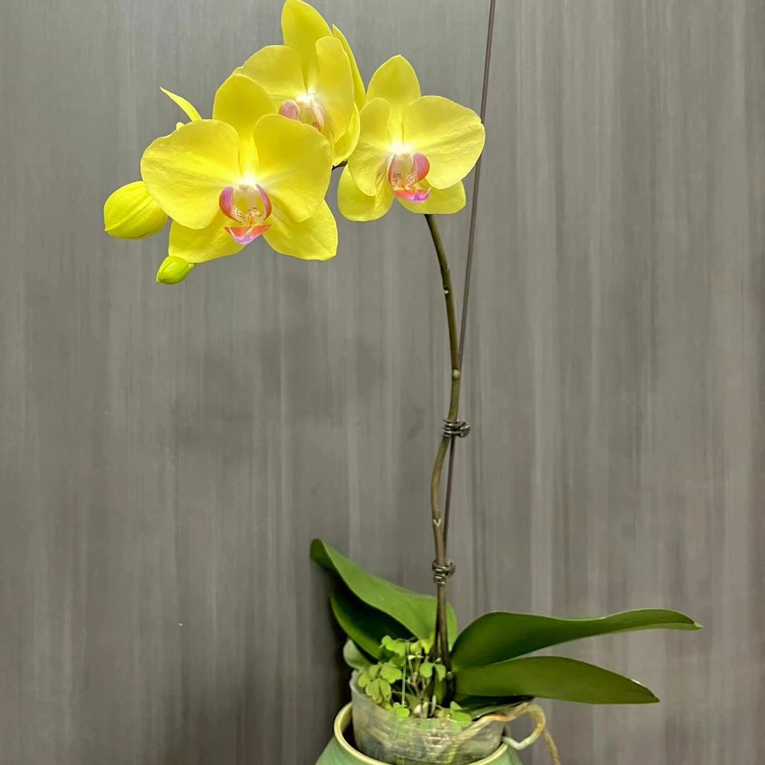 【富乐夕阳】七色鹿园艺  开花株无售后福利款蝴蝶兰 高级款