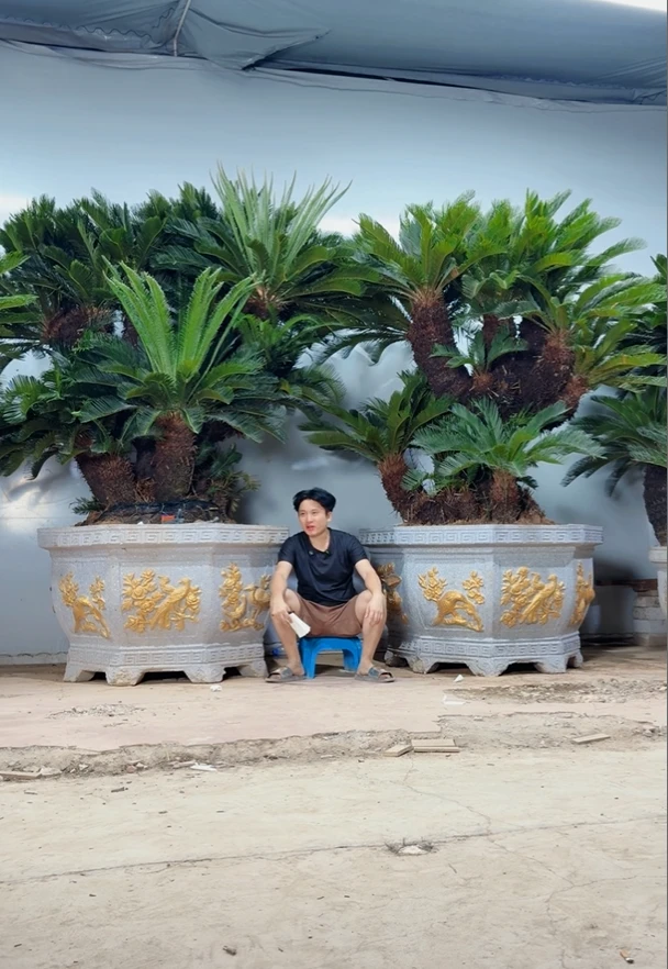 百年老铁树苏铁盆栽植物客厅办公室室外阳台庭院