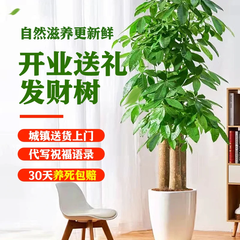 发财树三杆大棵室内发财树摆件开业送礼发财树大棵发财树绿植