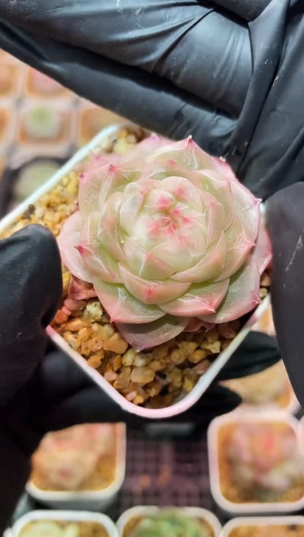 闪购053 果冻冰翡多肉一颗