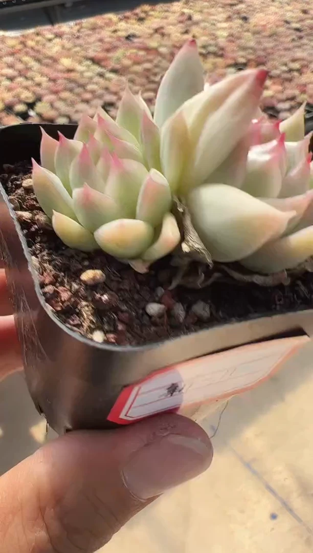 【闪购商品】新-11