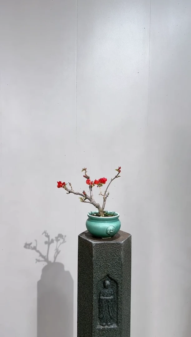 【闪购商品】盆景同安红