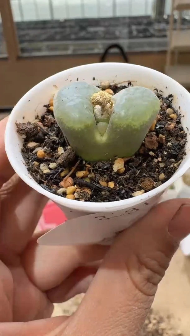 多肉植物肉锥3-313