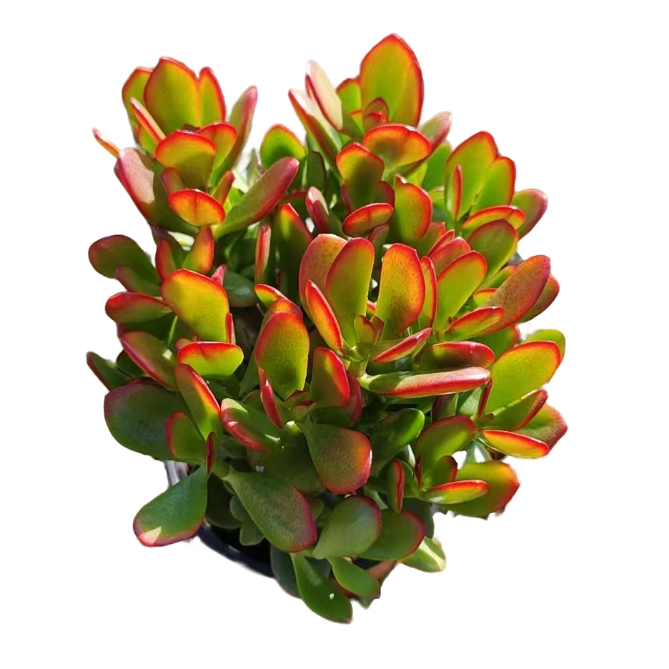 摇钱树（玉树）     多肉植物