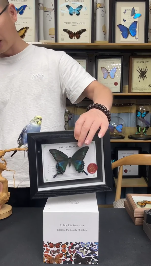 绿带翠凤蝶8寸相框