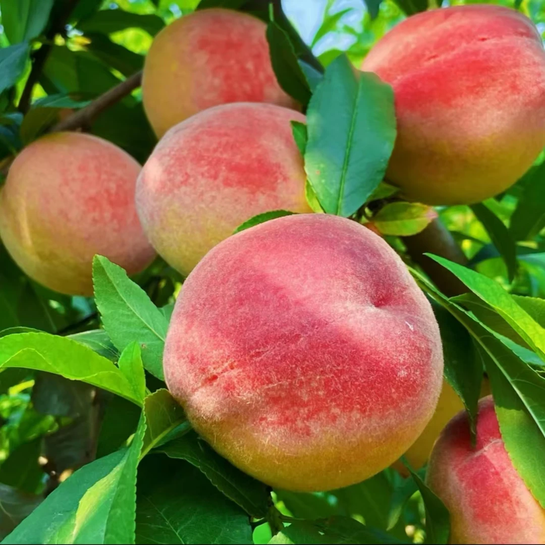 【喜迎端午】龙泉驿水蜜桃礼盒5斤装