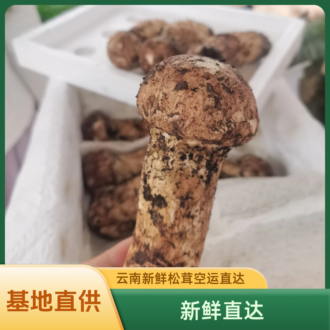 鲜松茸出口级云南高端精选新鲜松茸顺丰冷链空运包邮鲜松茸云南鲜松茸