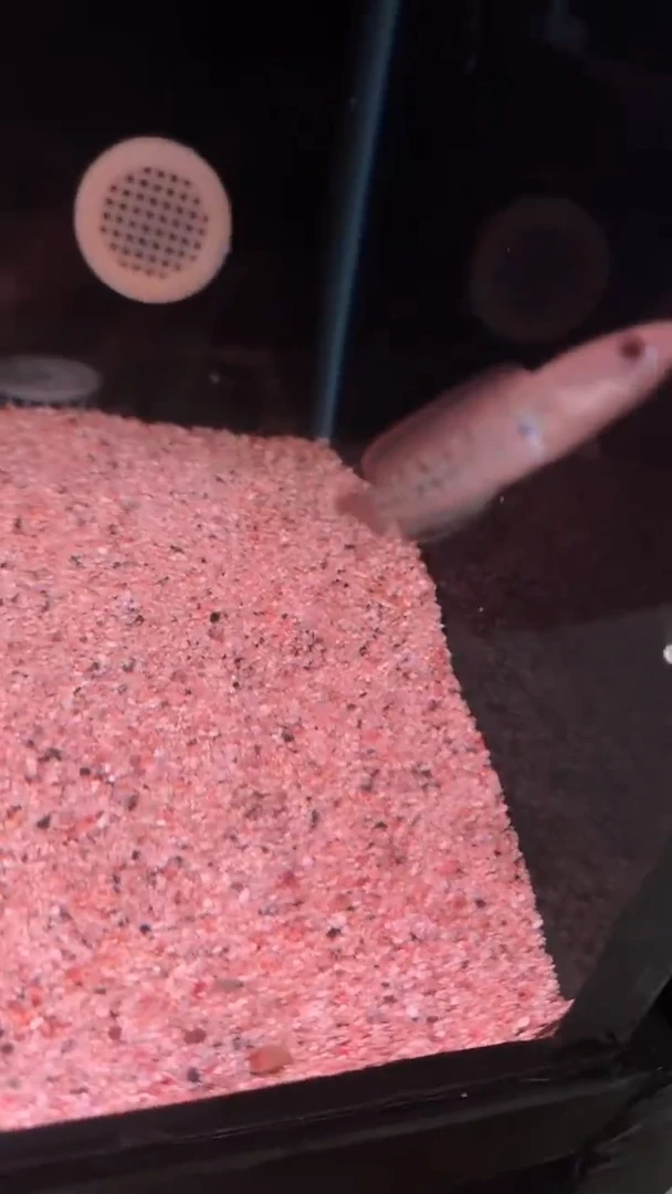 雷龙鬼王雷龙125号