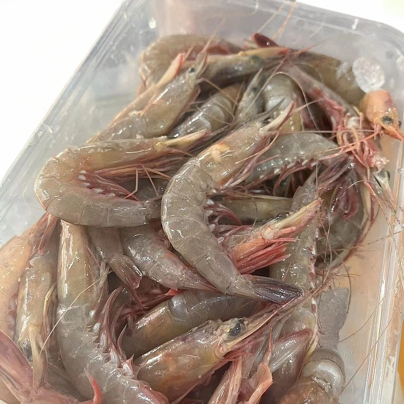 【沙虾】虾类运输导致微瑕介意勿拍福建省内可拍