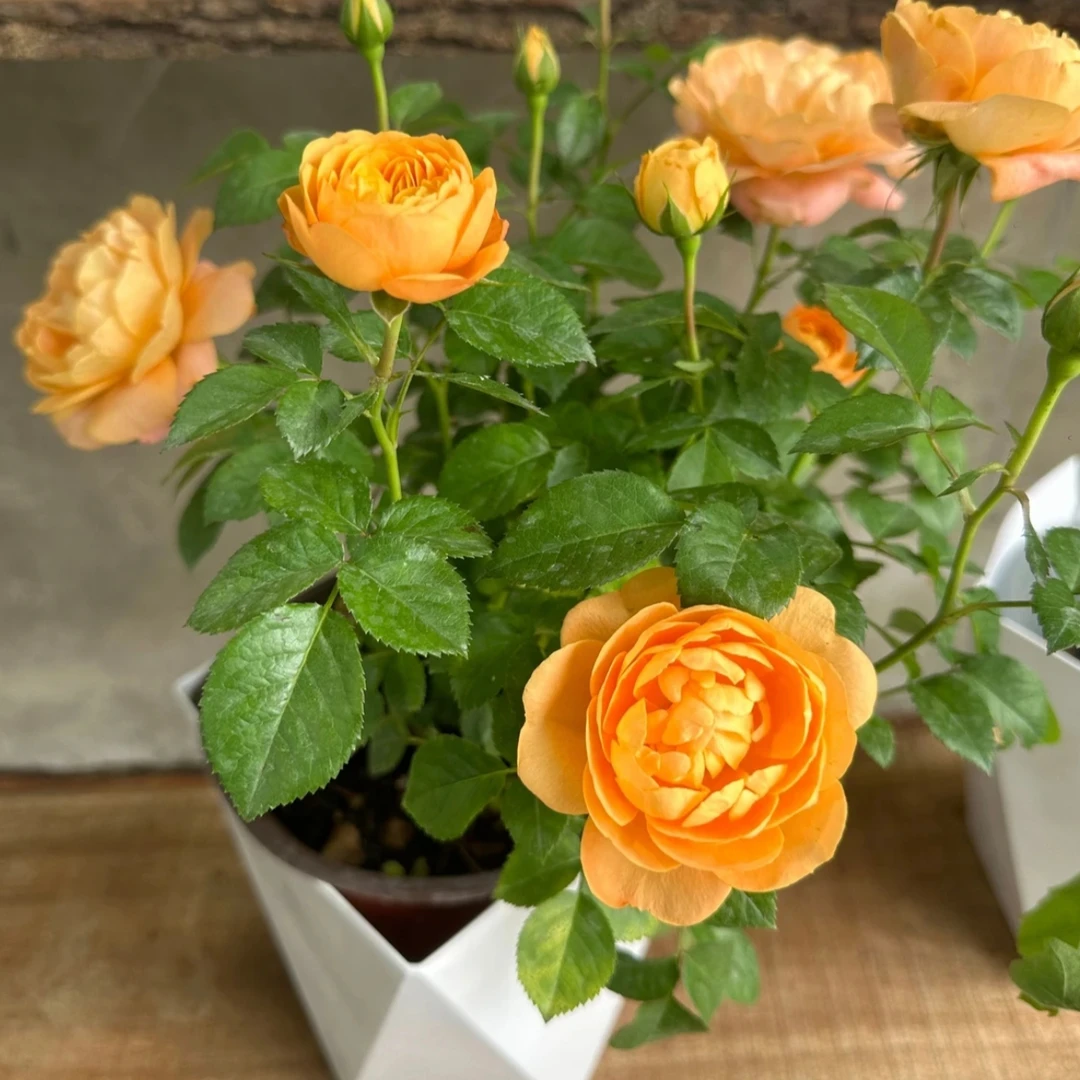 【果汁阳台】月季花卉阳台新手易养护带花苞发货（带盆）