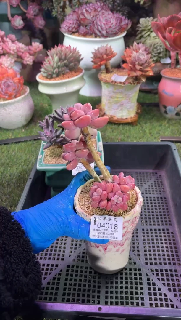 【闪购商品】04018