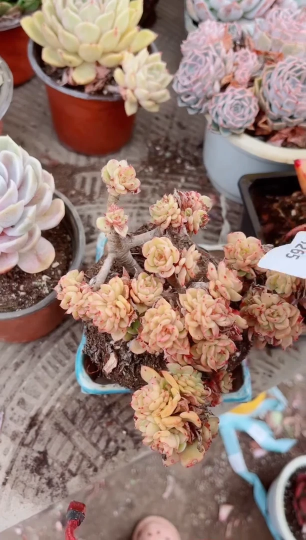 16265多肉植物一物一拍