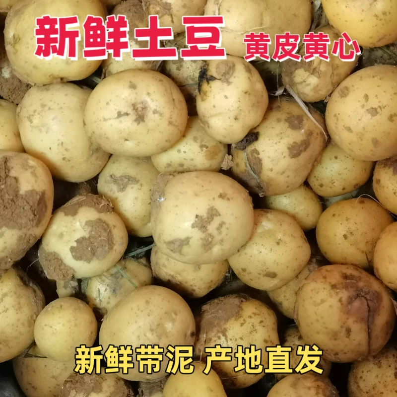 湖北精品新鲜小土豆黄皮黄心宜昌洋芋农家自种粉糯马铃薯现挖带泥