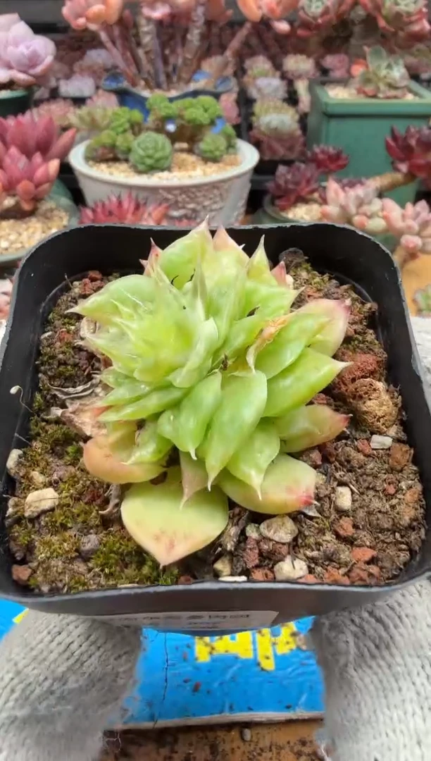 东云多肉园二店-402