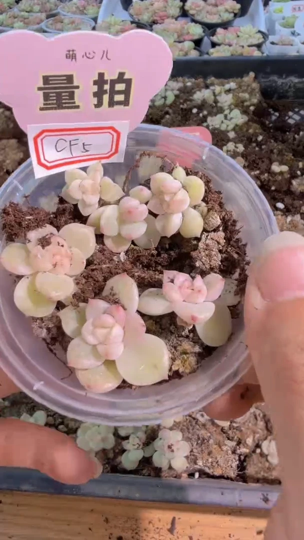 CF5圆盒切糕1盒 量拍多肉植物