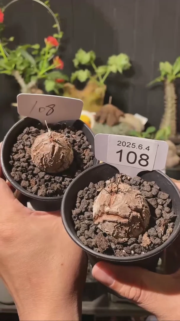 108号604福利南非龟甲龙一组