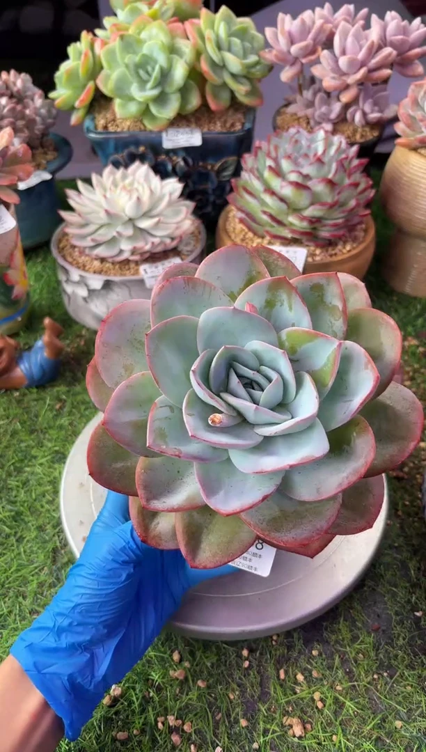 昆明印象多肉02738