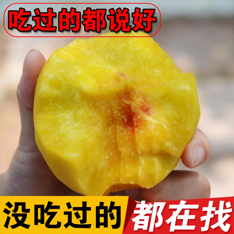 【现摘现发】正宗蒙阴黄桃黄金蜜新鲜水果香甜脆爽桃子 锦绣黄桃