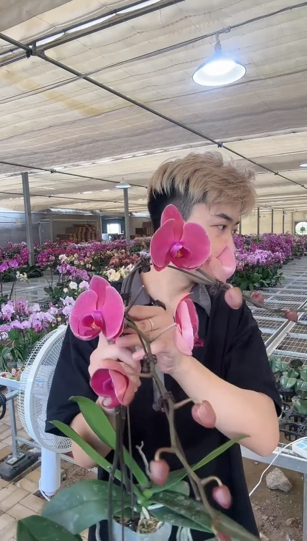 大部分花苞少量开放【珠光】蝴蝶兰