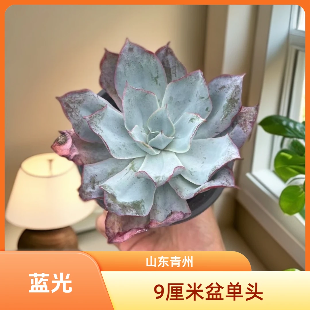 正版蓝光9厘米盆老桩多肉