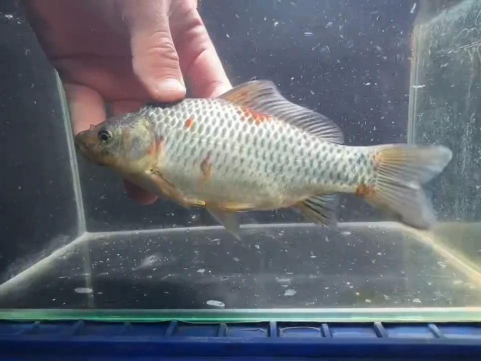 金鱼短尾草金专拍链接黄牌子63