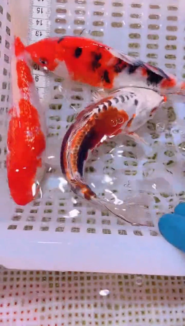 锦鲤冷水观赏鱼全场包邮46