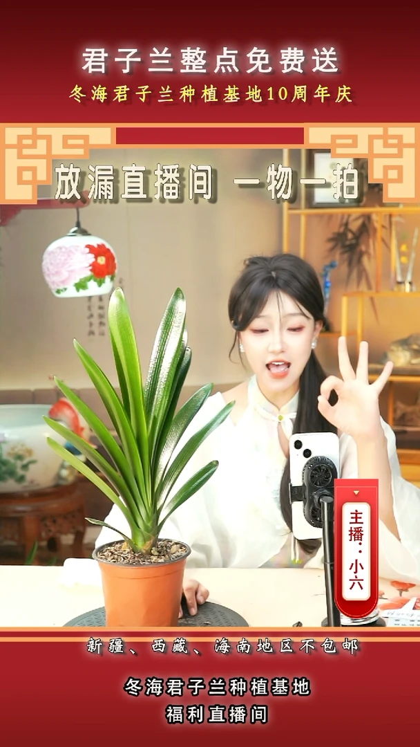 当前无花朵，栽培后可花朵龙**渊君子兰