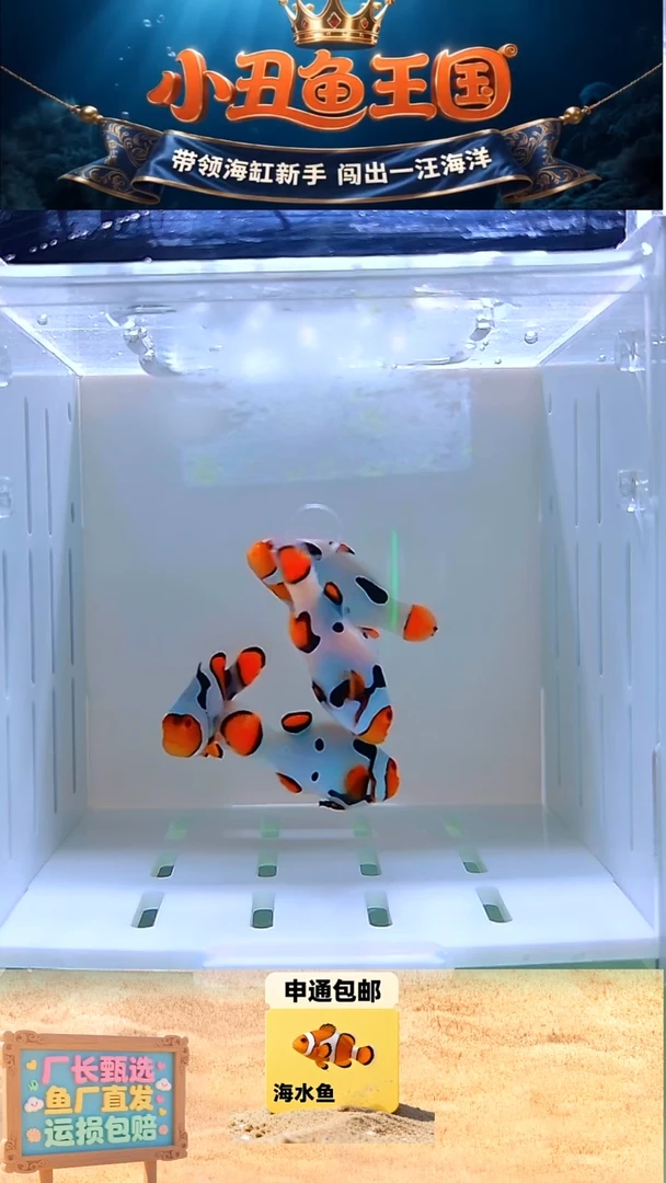 海水鱼4个毕加索