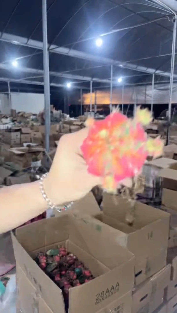 3颗 光辉牡丹【嫁接】