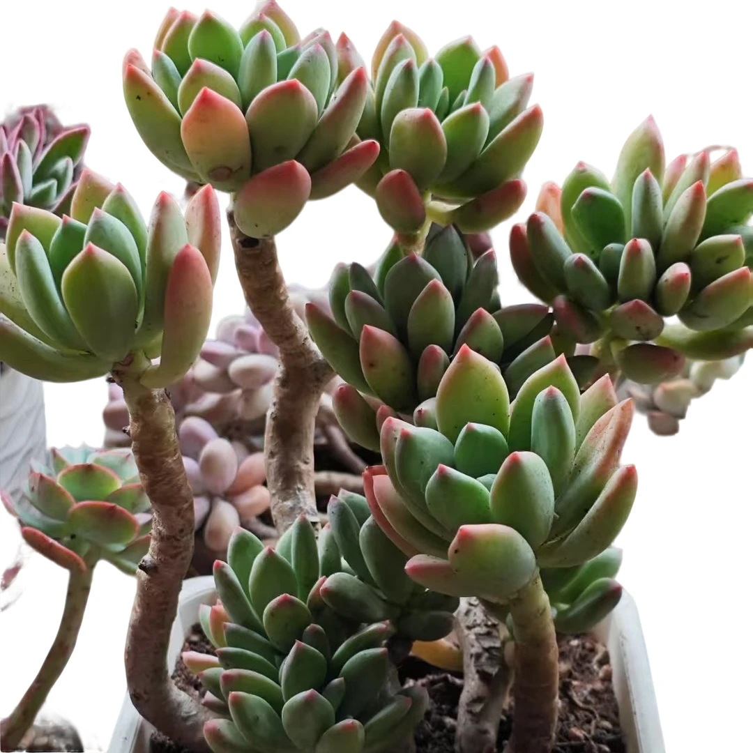 一物一拍直播链接