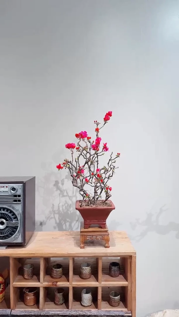 【闪购商品】盆景海岛红