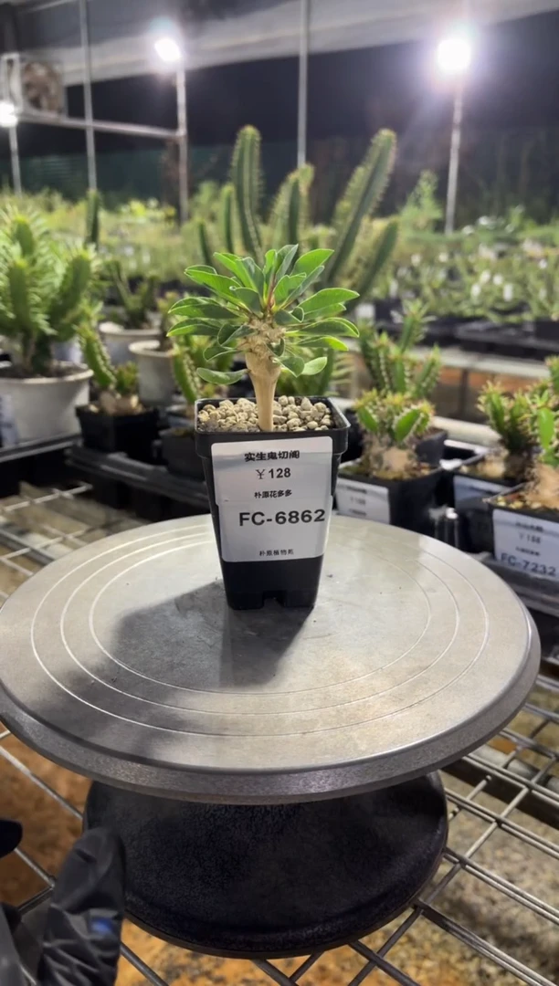 实生鬼切阁FC-6862