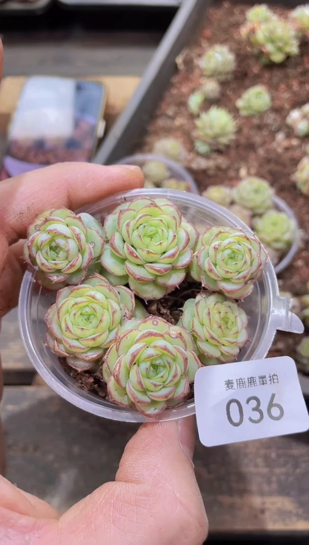 【闪购商品】036虞姬麦秆保5量拍