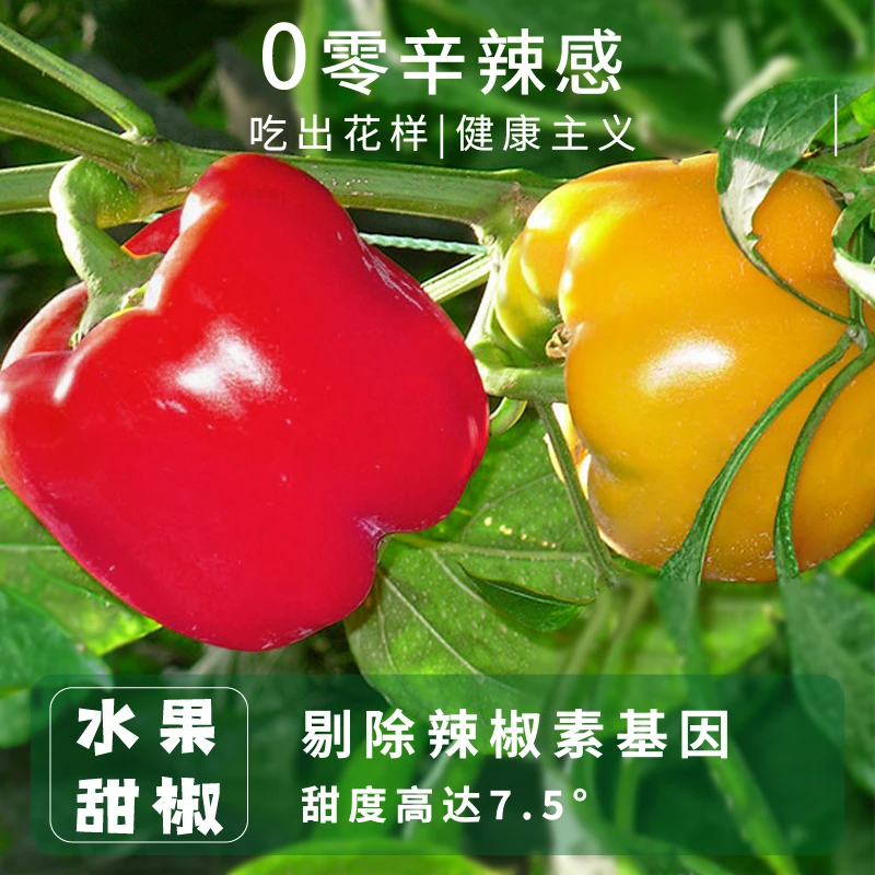山东新鲜水果甜椒 可以当水果吃 原产地直发1-5斤 低卡 健康 清脆