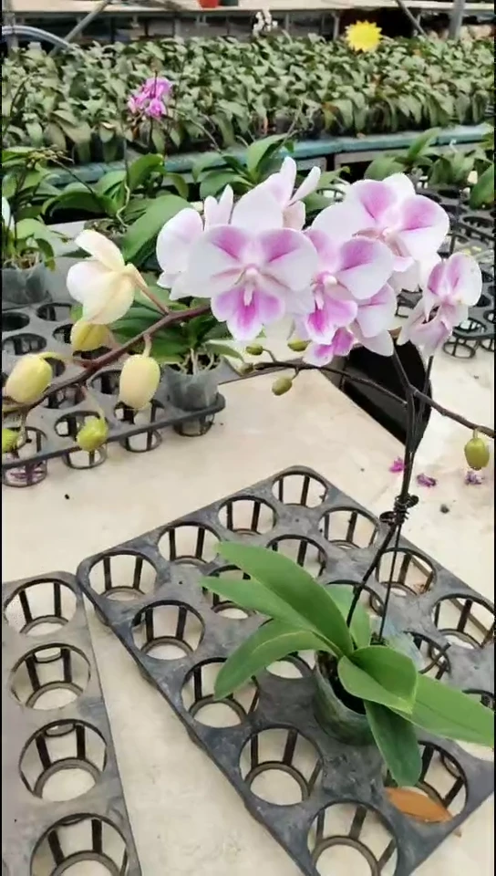 完全开放蜜蜂 闪购