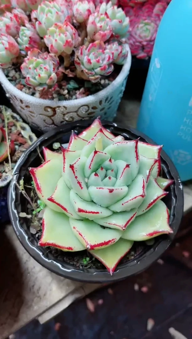 【闪购商品】19048多肉