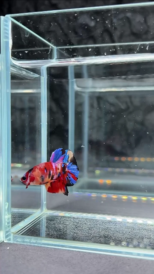 斗鱼竞拍链接A027