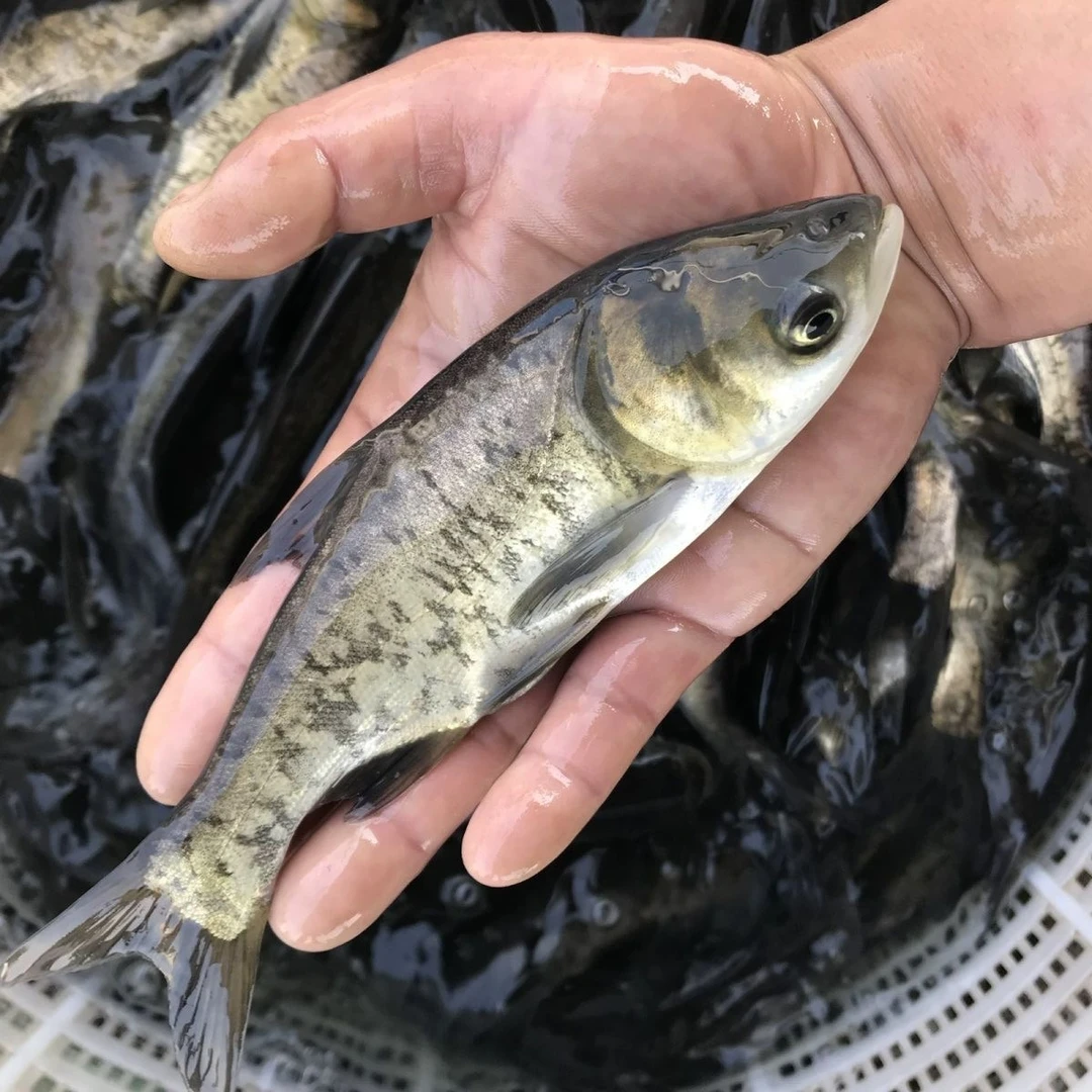 花鲢鱼 胖头鱼 大头鱼 宠物水族鱼 淡水