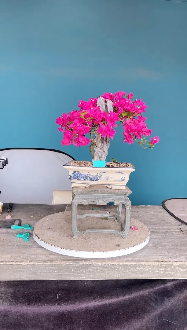 全部花朵悦**遥三角梅老桩盆景