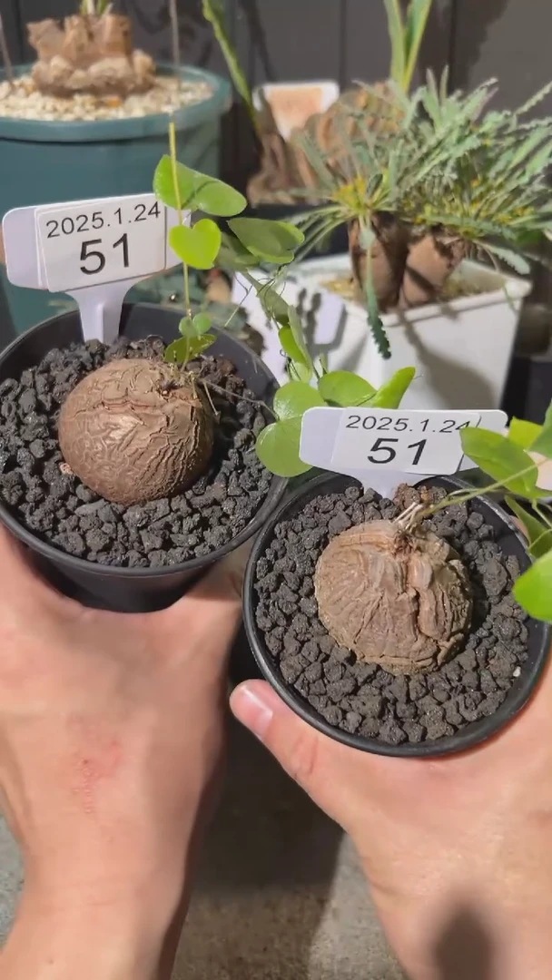 【闪购商品】南非龟甲龙1.24.51