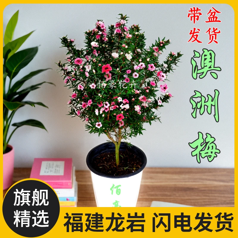 佰豪澳洲梅花开一树多色松雪梅盆栽花卉松红梅四季常青花期长新品