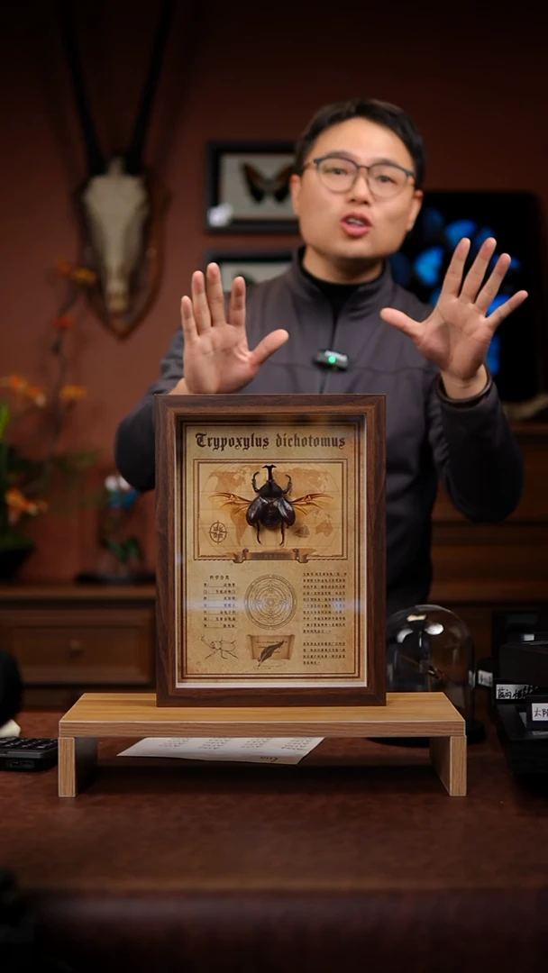 独角仙10寸竖框标本