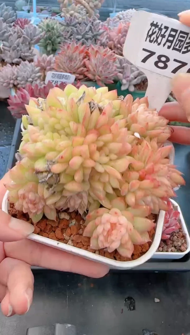 【闪购商品】7876麦秆缀化