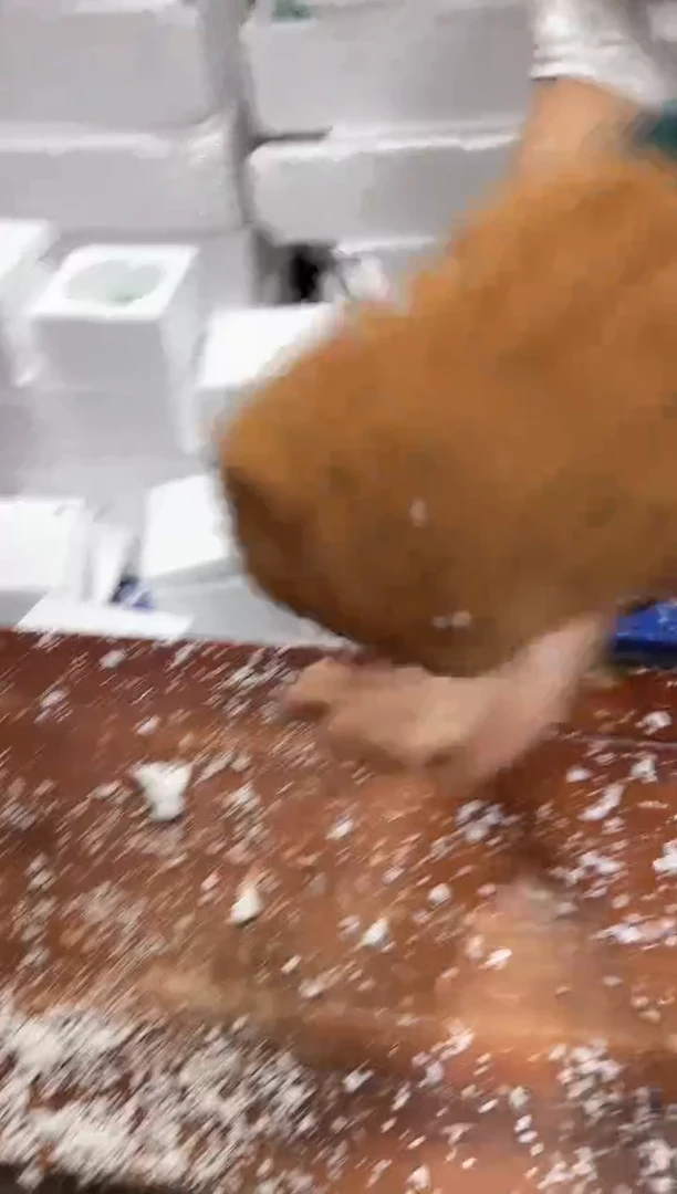 瓷片其他其他其他其他