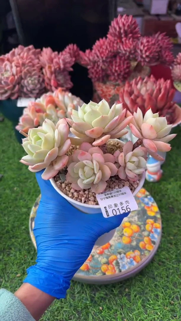 昆明印象多肉0156