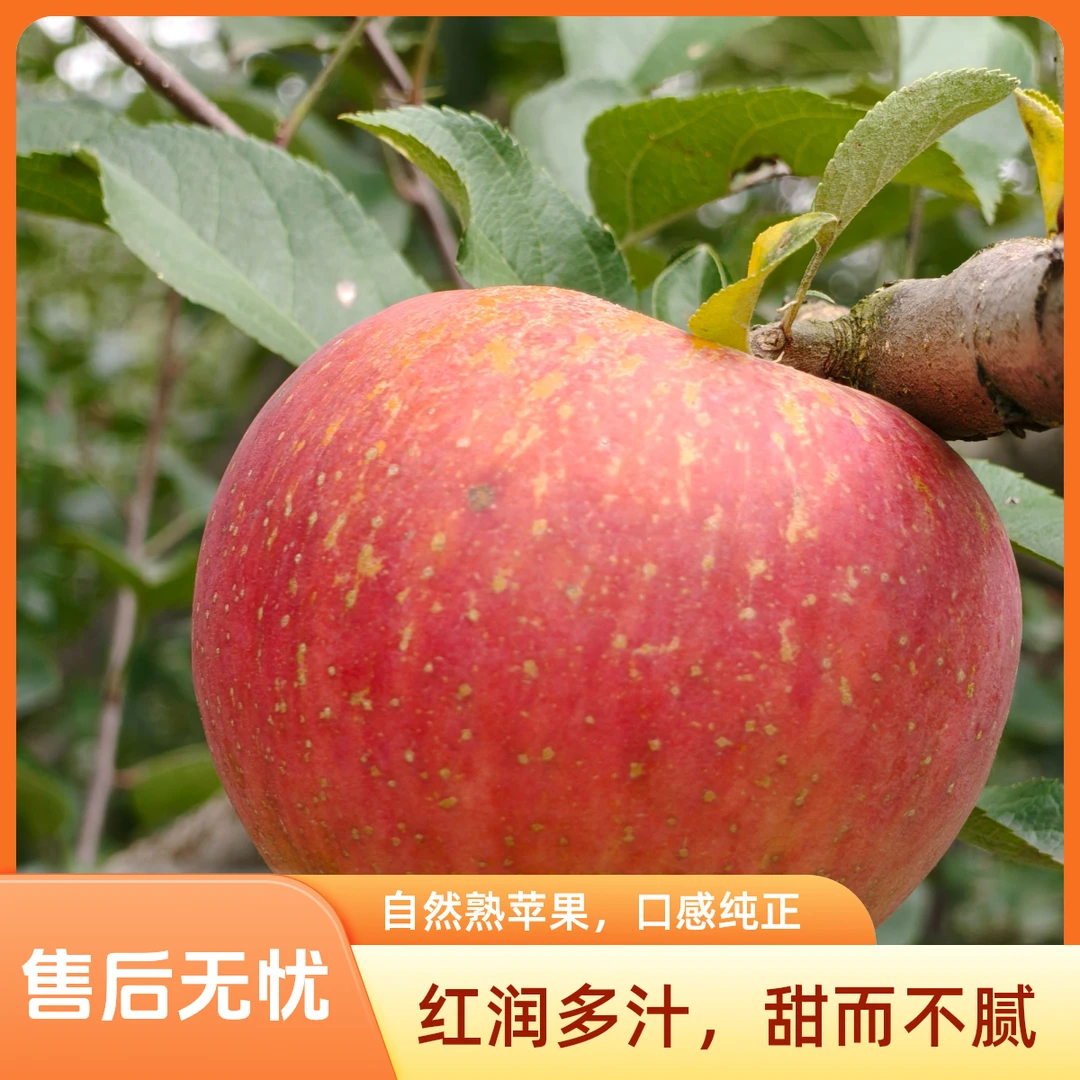 云南昭通丑苹果当季新鲜现摘婚礼脆甜多汁冰糖心水果简万军正宗