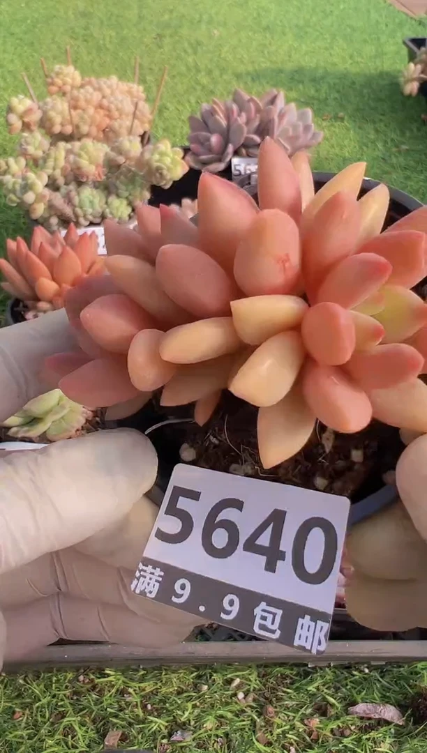 【闪购商品】信福多肉一物一拍