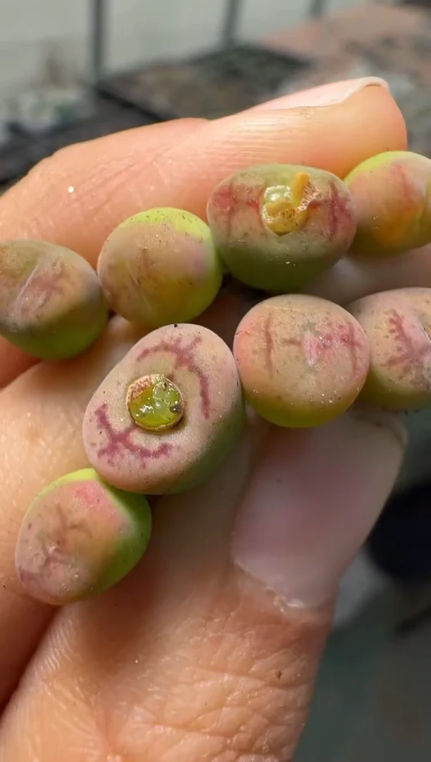 83多肉植物肉锥杂交一颗