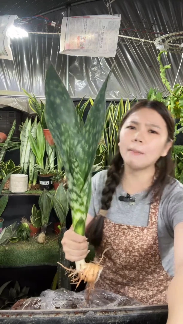 40cm双叶嘉宝裸根18.8