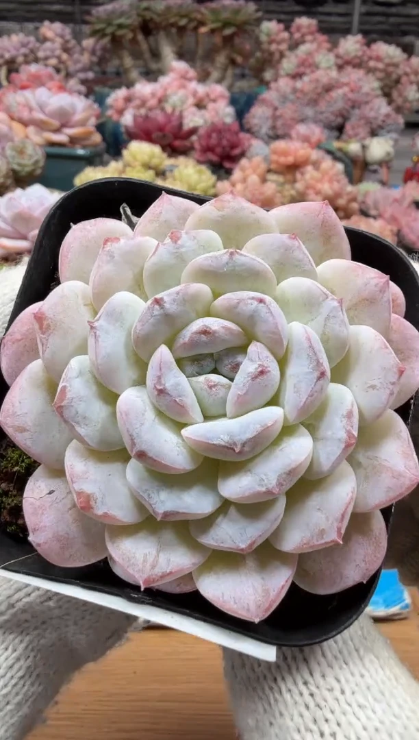 东云多肉园三店-50